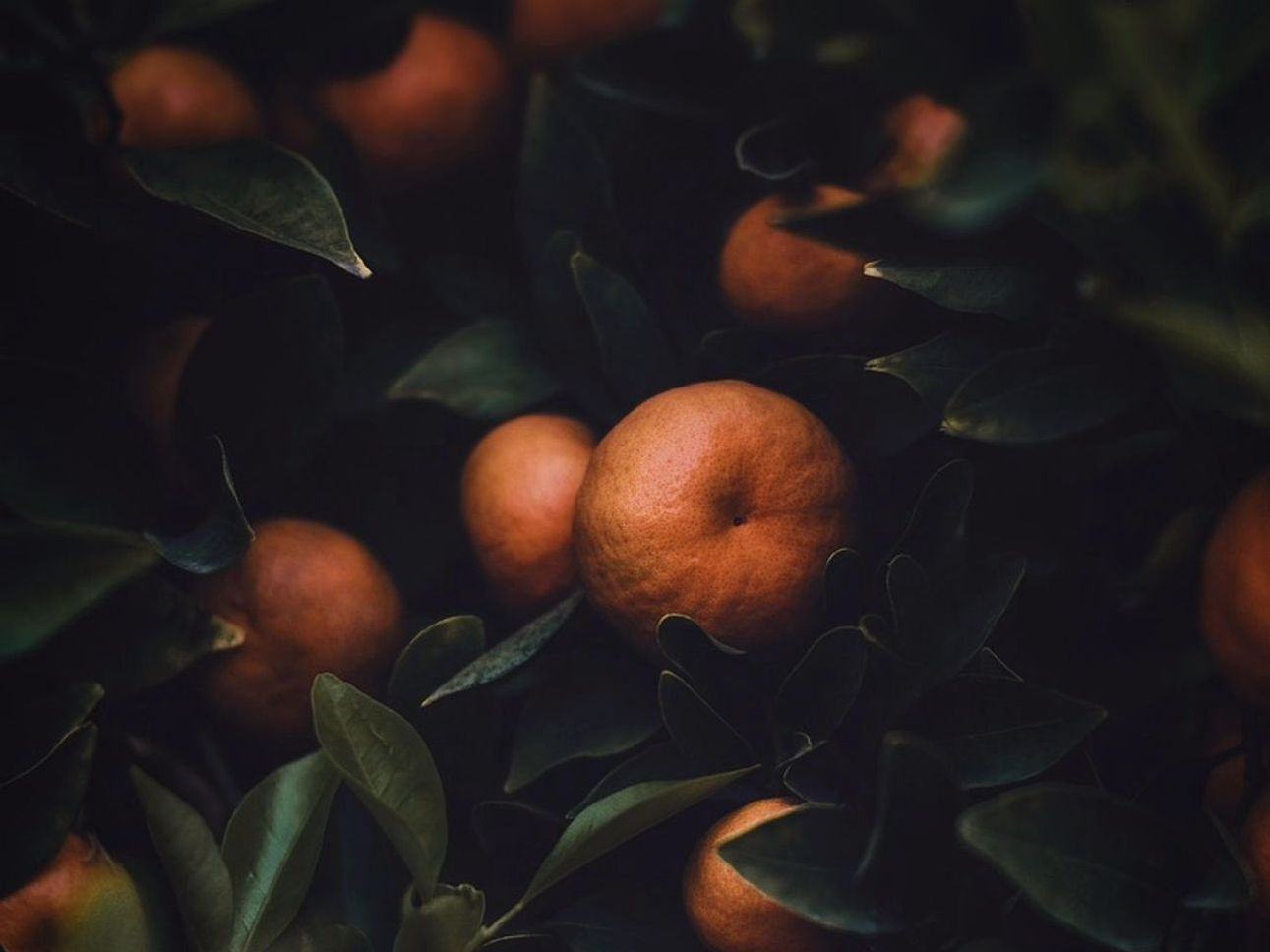Melones dulces entregados frescos